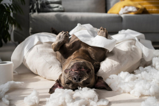 Best Pet Beds for Small Spaces and Apartments