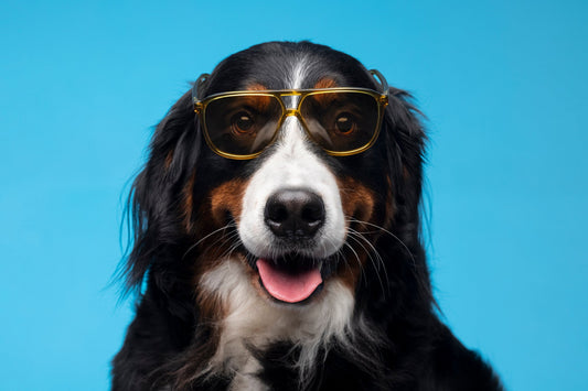 Daily Routines That Keep Your Dog Happy and Healthy
