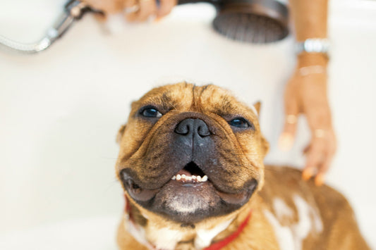 How to Choose the Right Shampoo for Your Pet’s Skin Type