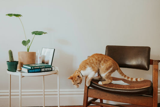Pet-Friendly Home Decor Ideas That Don’t Sacrifice Style