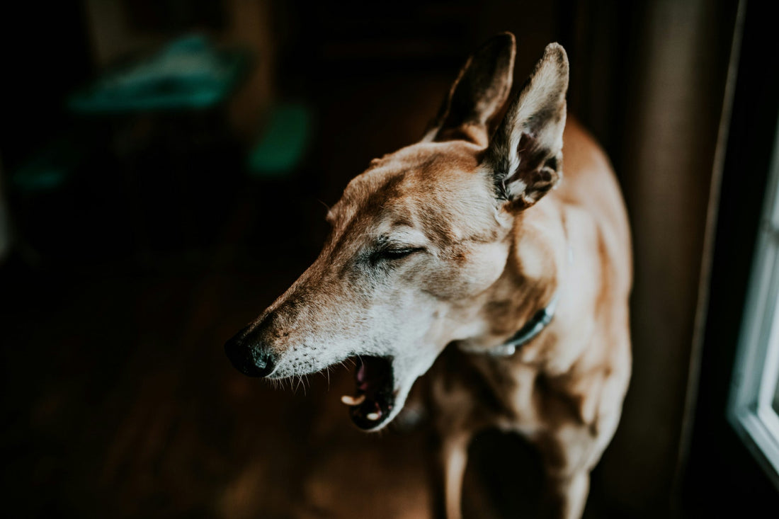 The Importance of Joint Supplements for Senior Dogs
