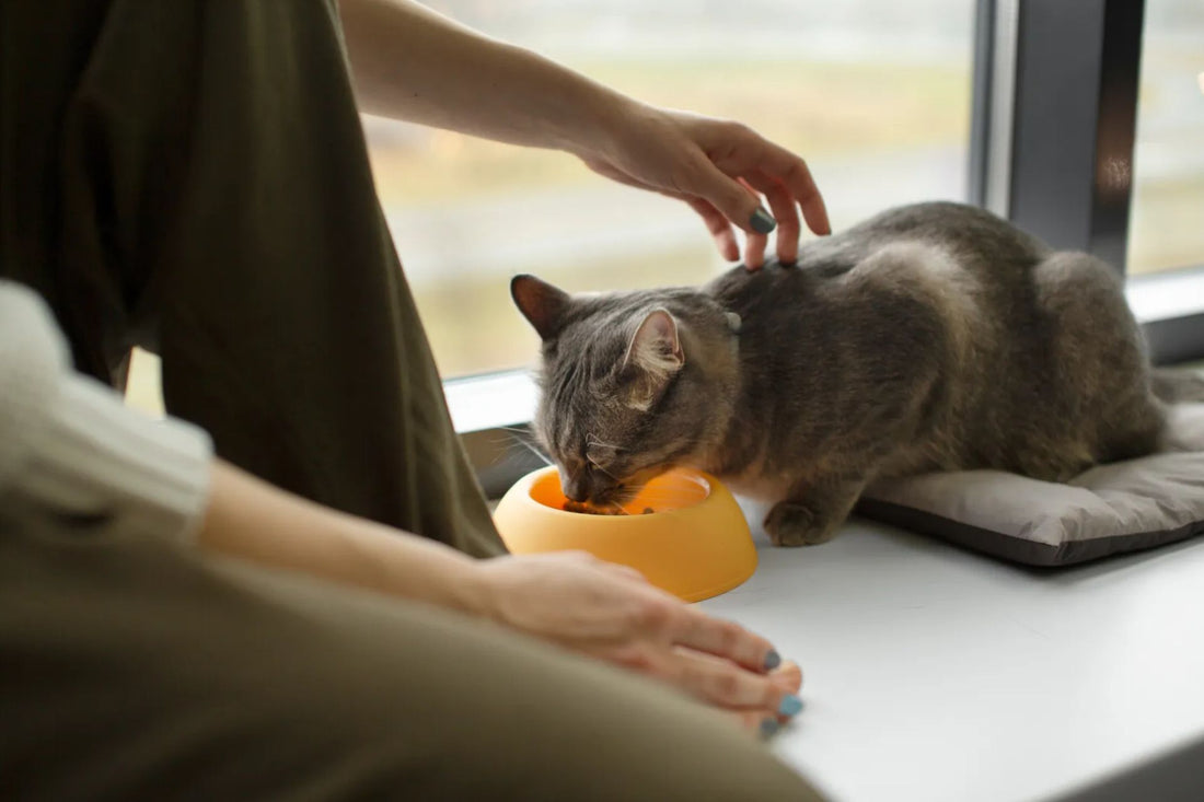 Top Nutritional Tips for Healthy Dogs and Cats
