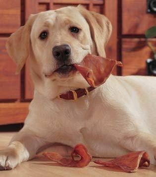 Healthy Pig Ear Chews for Dogs – Brazilian Made High Protein Pig’s Ears Pet Treats – Thick Cut, Oven Baked & Slow Cooked Delicious Dog Chew Snacks – No Preservatives, No Additives – 20 Ears