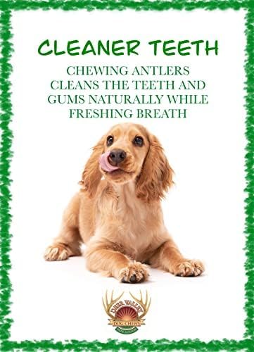 Deer Valley Chews Premium Deer Antler for Dogs - Large 6-7 Inches Long, Single Antler - All Natural Dental Treat for Teething and Chewing - Premium Grade, Naturally Shed
