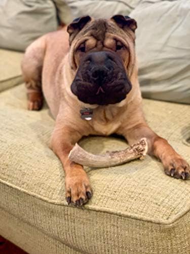 Deer Valley Chews Premium Deer Antler for Dogs - Large 6-7 Inches Long, Single Antler - All Natural Dental Treat for Teething and Chewing - Premium Grade, Naturally Shed