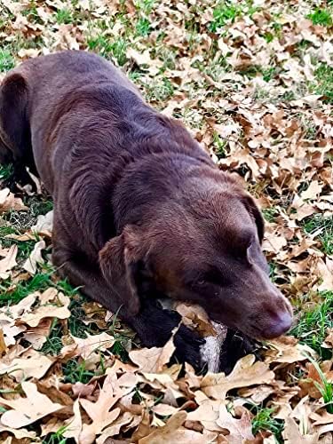 Deer Valley Dog Chews (Large 3 Pack, 6-7 Inches) Premium Deer Antler for Dogs - Ethically-Sourced and Irresistible Dog Chew Toy for Medium to Large Dog Breeds