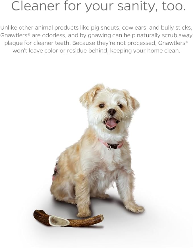 Pet Parents Gnawtlers® - Premium Split Antlers for Dogs, Naturally Shed Split Elk Antlers, All Natural Split Elk Antler Dog Chew, Specially Selected from The Heartland Regions (Small)