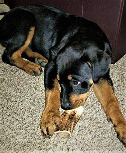 1-Medium Elk Antler –Single Pack. All Natural Premium Grade A. Antler Chew. L=5-8” Naturally shed, Hand-Picked, and Made in The USA. NO Odor, NO Mess. Guaranteed Satisfaction. for Dogs 20-45 LBS