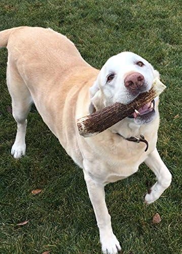 1-Medium Elk Antler –Single Pack. All Natural Premium Grade A. Antler Chew. L=5-8” Naturally shed, Hand-Picked, and Made in The USA. NO Odor, NO Mess. Guaranteed Satisfaction. for Dogs 20-45 LBS
