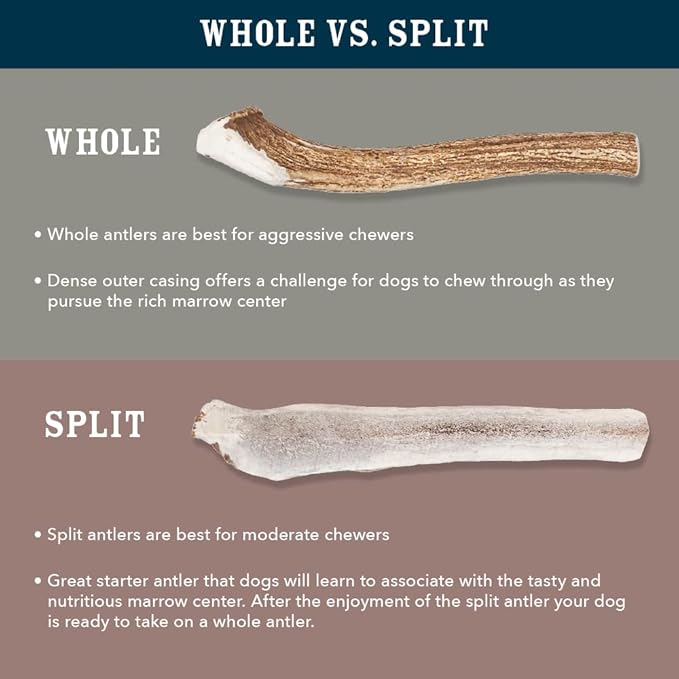 Amazon Brand – Wag Dog Deer Antler Chew, Naturally Shed, Whole, 9–10.5 inches, X-Large (Best for Dogs Over 45 lbs) (Pack of 4)