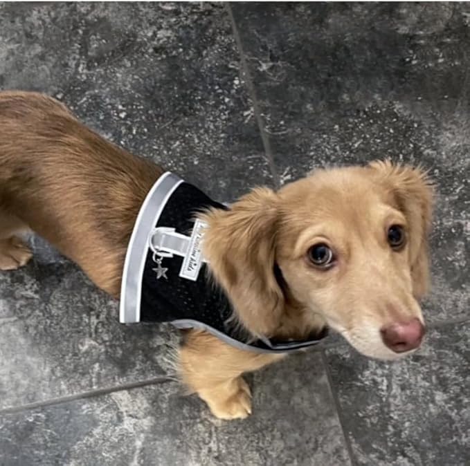 Athletic Mesh Dog Harness for Teacup, XSmall - Small Dogs and Puppies | Reflective Trim and Comfortable Velcro Closure