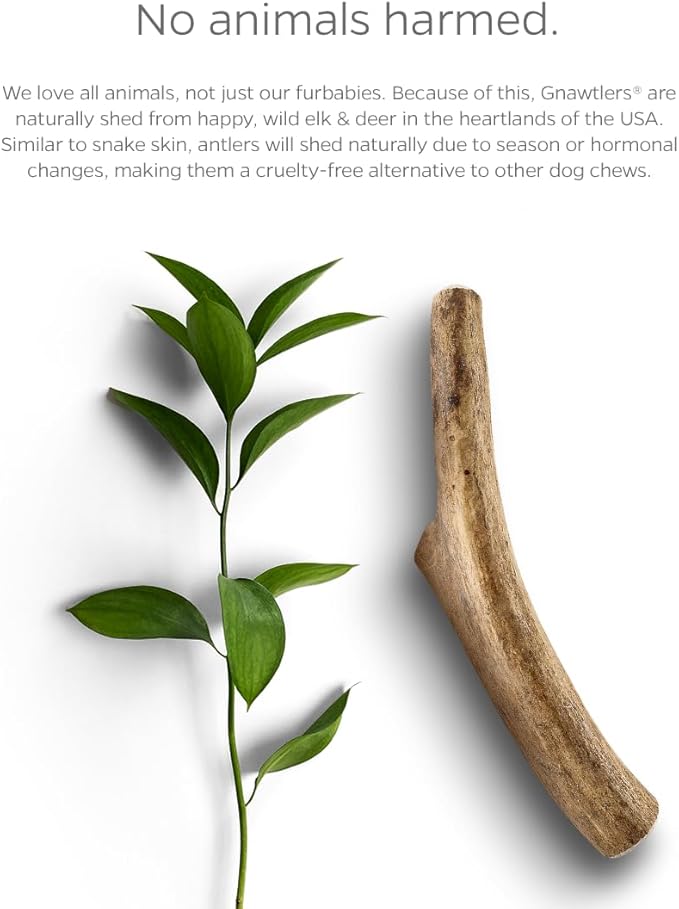 Pet Parents Gnawtlers® - Premium Split Antlers for Dogs, Naturally Shed Split Elk Antlers, All Natural Split Elk Antler Dog Chew, Specially Selected from The Heartland Regions (Small)