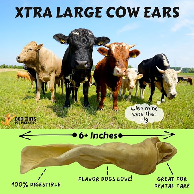 Dog Chits Cow Ears for Dogs | Extra Large | Thick Cut | Whole Ears | Dog and Puppy Chews | USDA | All Natural | Long Lasting Chews | 10 Count