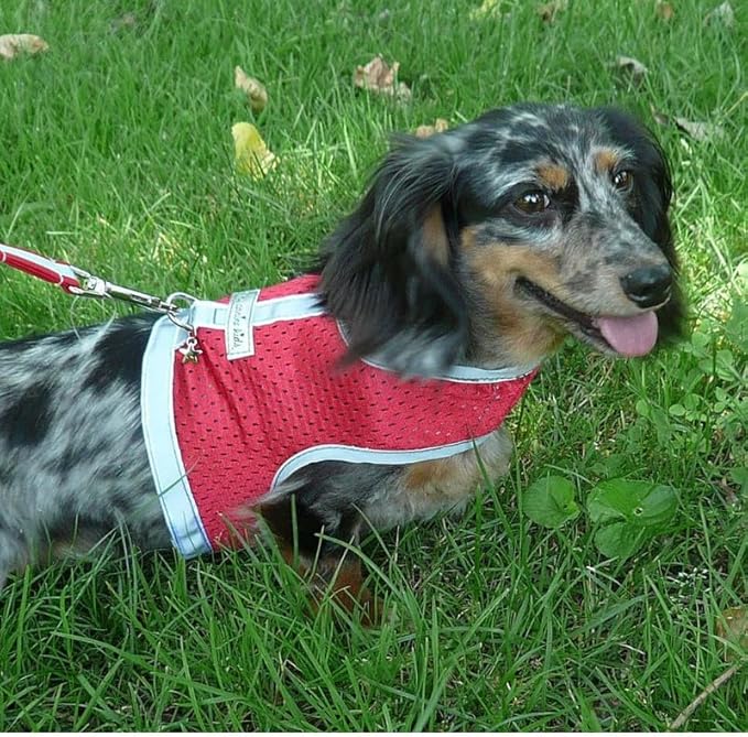 Athletic Mesh Dog Harness for Teacup, XSmall - Small Dogs and Puppies | Reflective Trim and Comfortable Velcro Closure