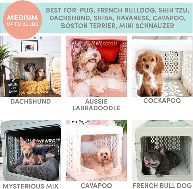 KindTail PAWD Collapsible Puppy and Dog Crate + Washable Bed - Stylish Pet Kennel with Comfortable Pad - Safe Indoor Set - Lightweight, Compact & Portable for Travel - Medium White