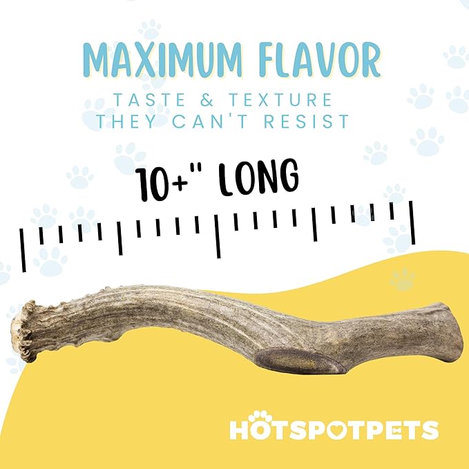 hotspot pets Premium Whole Deer Antlers for Dogs - 10+ Inch Monster Deer Antler Dog Chews - Naturally Shed for Large Breed Aggressive Chewers - Sourced in USA (2 Antlers, Monster Size)