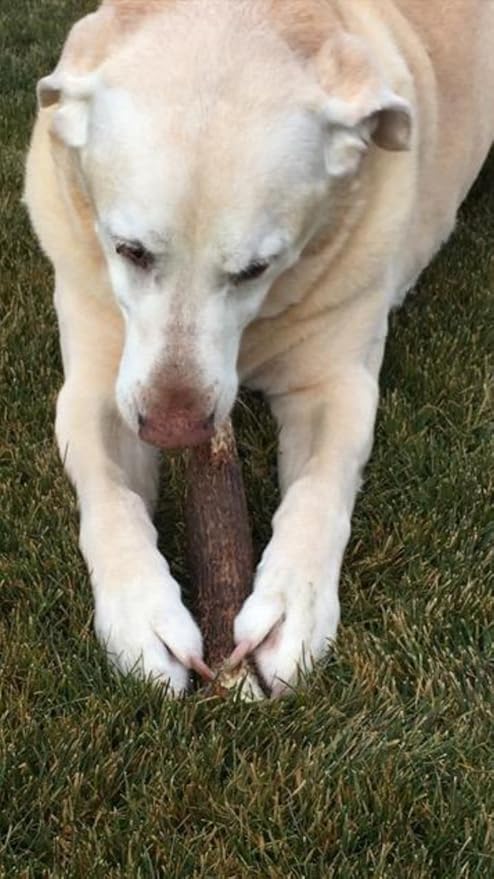 1-Medium Elk Antler –Single Pack. All Natural Premium Grade A. Antler Chew. L=5-8” Naturally shed, Hand-Picked, and Made in The USA. NO Odor, NO Mess. Guaranteed Satisfaction. for Dogs 20-45 LBS