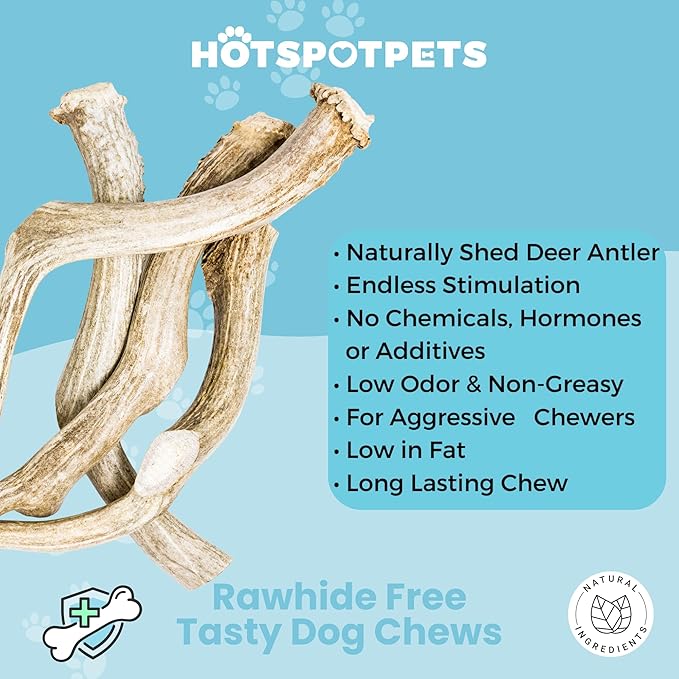 hotspot pets Premium Whole Deer Antlers for Dogs - 10+ Inch Monster Deer Antler Dog Chews - Naturally Shed for Large Breed Aggressive Chewers - Sourced in USA (2 Antlers, Monster Size)