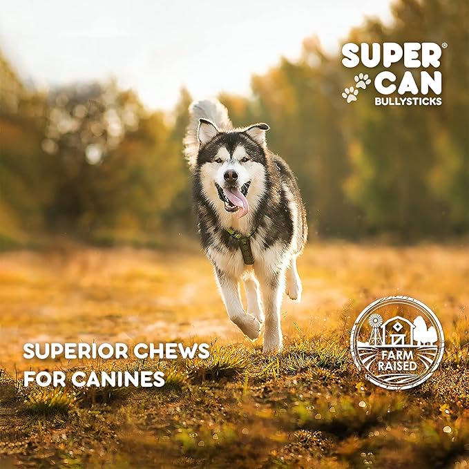 SUPER CAN BULLYSTICKS Natural Whole Pig Ears for Dogs (100 Count) - 100% Natural Pork Ear for Dogs - Easily Digestible Natural Dog Chews for Medium-Large Dogs