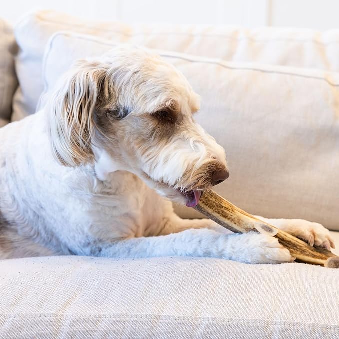 Good Trouble Pets Premium Elk Antlers for Large Dogs - All-Natural, Shed Antler Chews for Dental Health & Calming - Durable Dog Bones for Aggressive Chewers - Cruelty-Free, North American Sourced