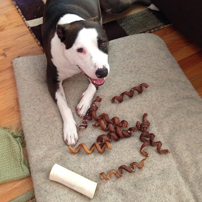 Pawstruck All-Natural 6" Bully Stick Springs for Dogs - Fun Challenging Rawhide Free 100% Beef Single Ingredient Chew Treat Bones - Fully Digestible Low Odor - 3 Pack - Packaging May Vary