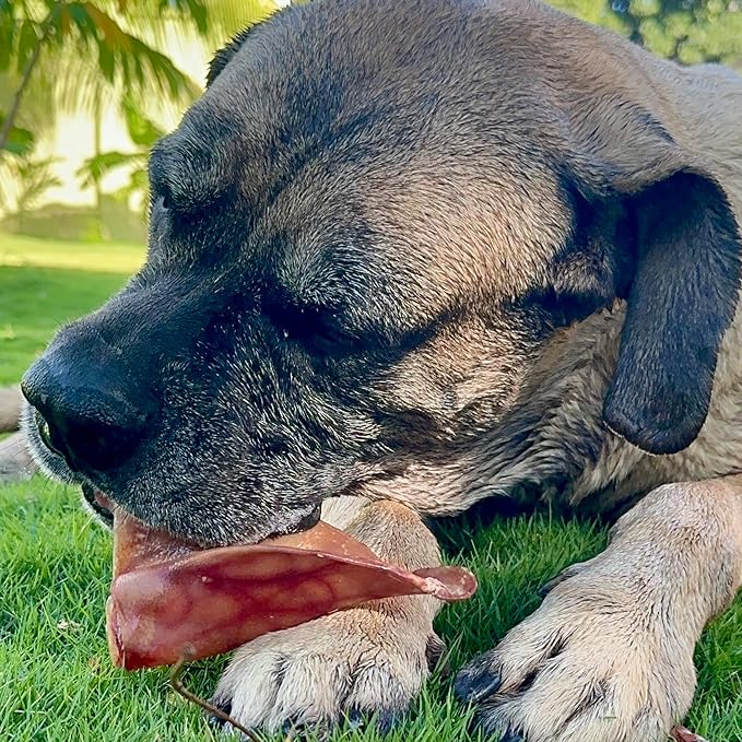 SUPER CAN BULLYSTICKS Half Pig Ears for Dogs (100 Count) - All Natural Healthy Digestible Dog Chews - Long-Lasting Pig Ears Treats for Small, Medium, & Large Dogs