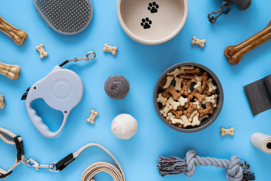 Backyard Fun: Pet Toys That Encourage Active Play