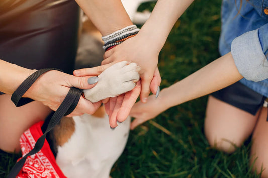 Community Pet Events in the U.S.: Where to Connect with Fellow Pet Owners