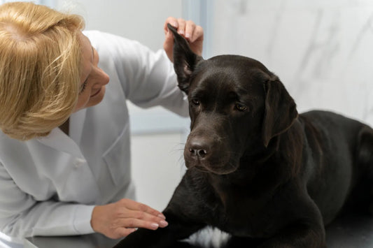 Ear and Eye Care for Dogs and Cats