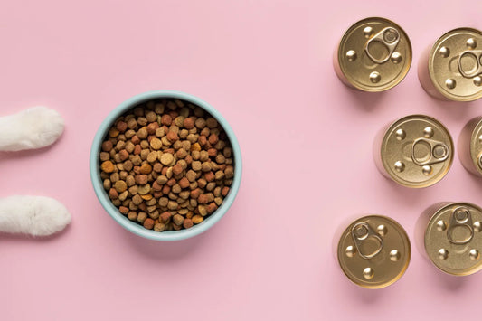 How to Choose the Right Food for Puppies and Kittens
