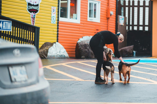 How to Create a Pet-Friendly Neighborhood or Community Space