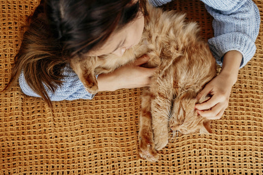 How to Keep Your Pet Calm During Thunderstorms or Fireworks