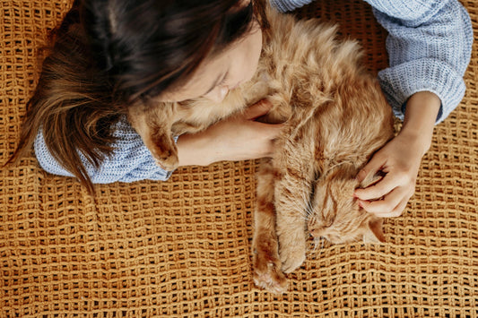 How to Keep Your Pet Calm During Thunderstorms or Fireworks