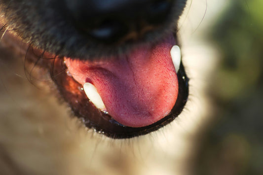 How to Maintain Healthy Teeth and Gums for Pets