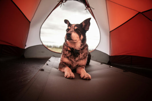 How to Plan a Safe and Fun Camping Trip with Your Pet
