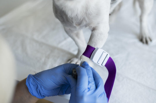 Pet Vaccinations and Preventive Healthcare: What You Need to Know