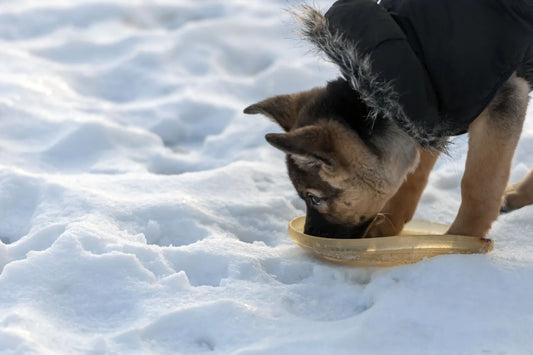 Safety Tips for Pets in Extreme Weather Conditions