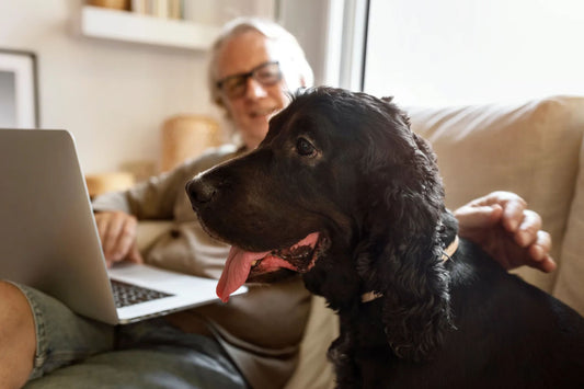 Senior Pet Health: Nutrition and Care for Aging Dogs and Cats