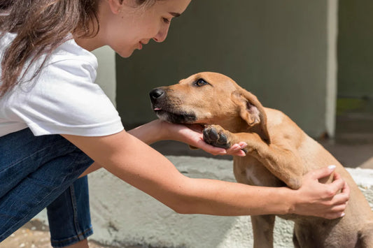 Teaching Pets to Respect Household Boundaries