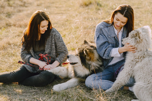 The Importance of Socialization for Pets and Their Owners