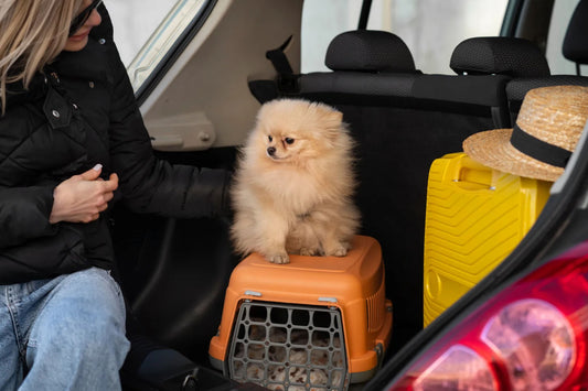 Tips for Traveling with Your Dog or Cat by Car