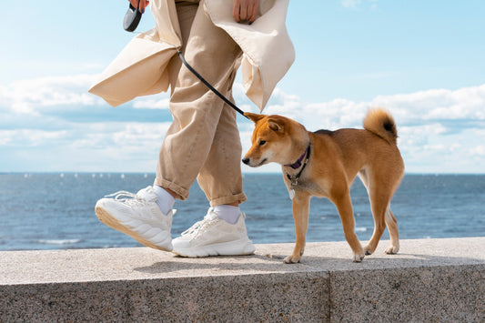 Top 7 Dog Harnesses for Outdoor Adventures
