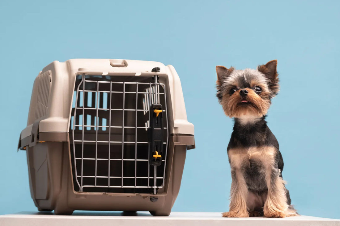 Traveling Pets at Home: Safe Carriers and Temporary Spaces