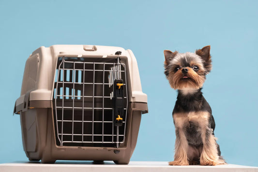 Traveling Pets at Home: Safe Carriers and Temporary Spaces