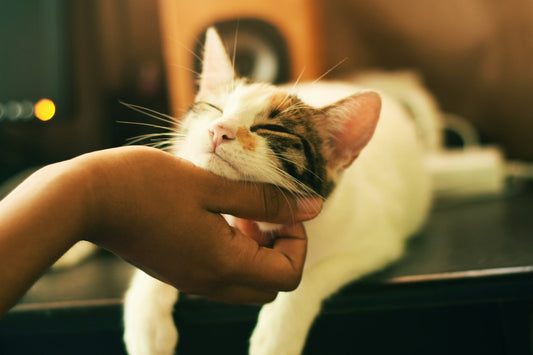 What Your Pet Wishes You Knew: Common Misunderstood Behaviors