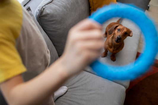 Why Pet Enrichment Is Just as Important as Exercise