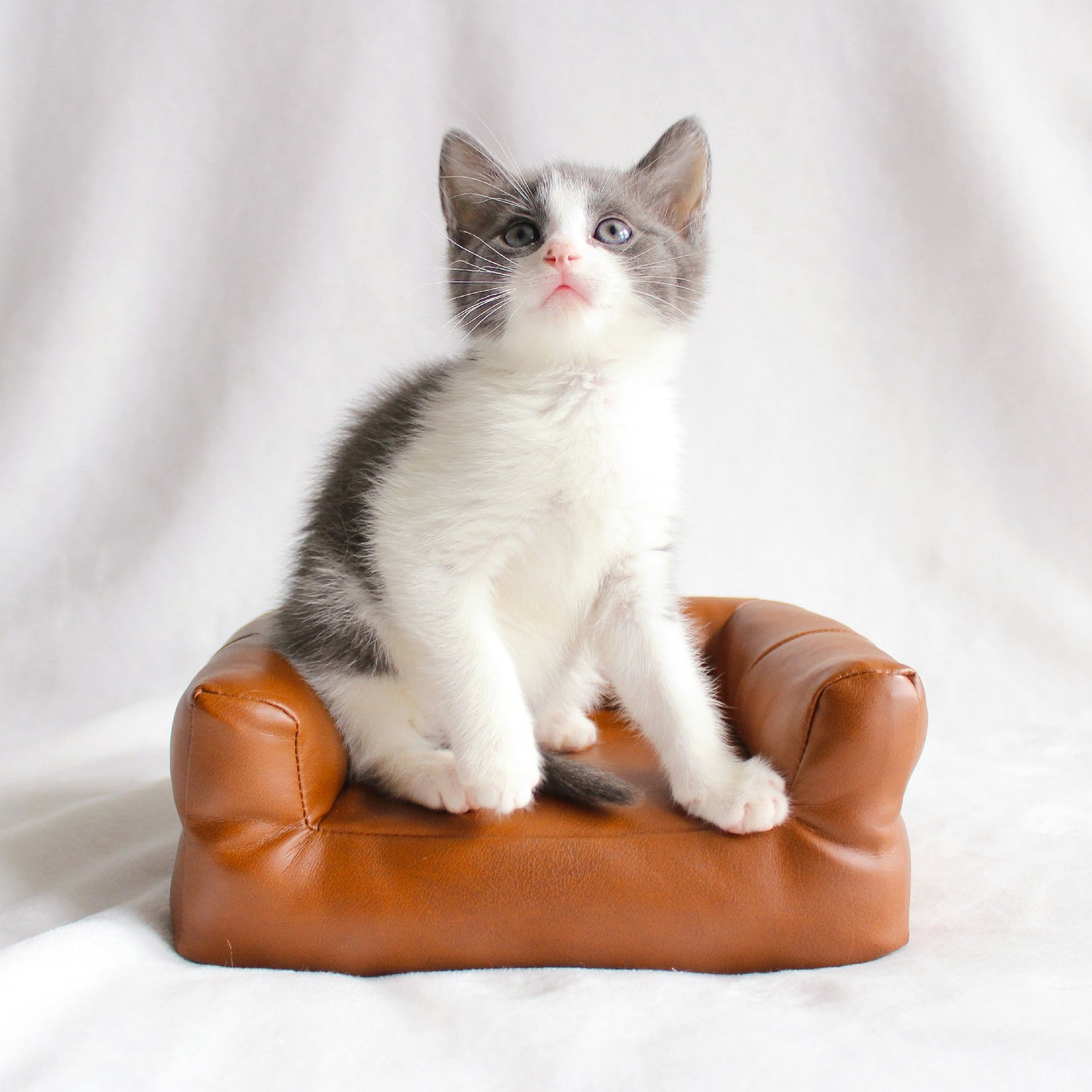 Cat Beds & Furniture
