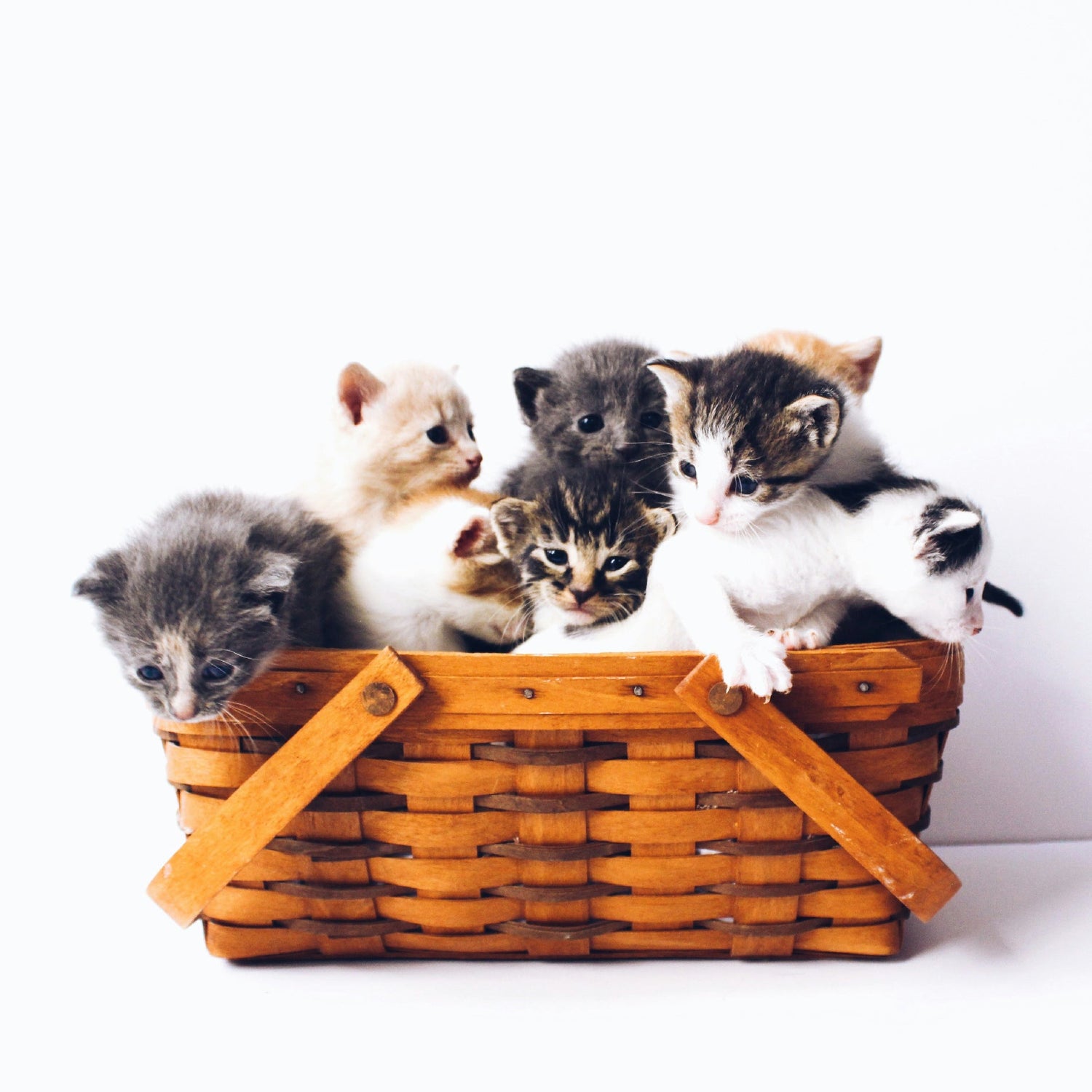 Cat Carriers & Strollers