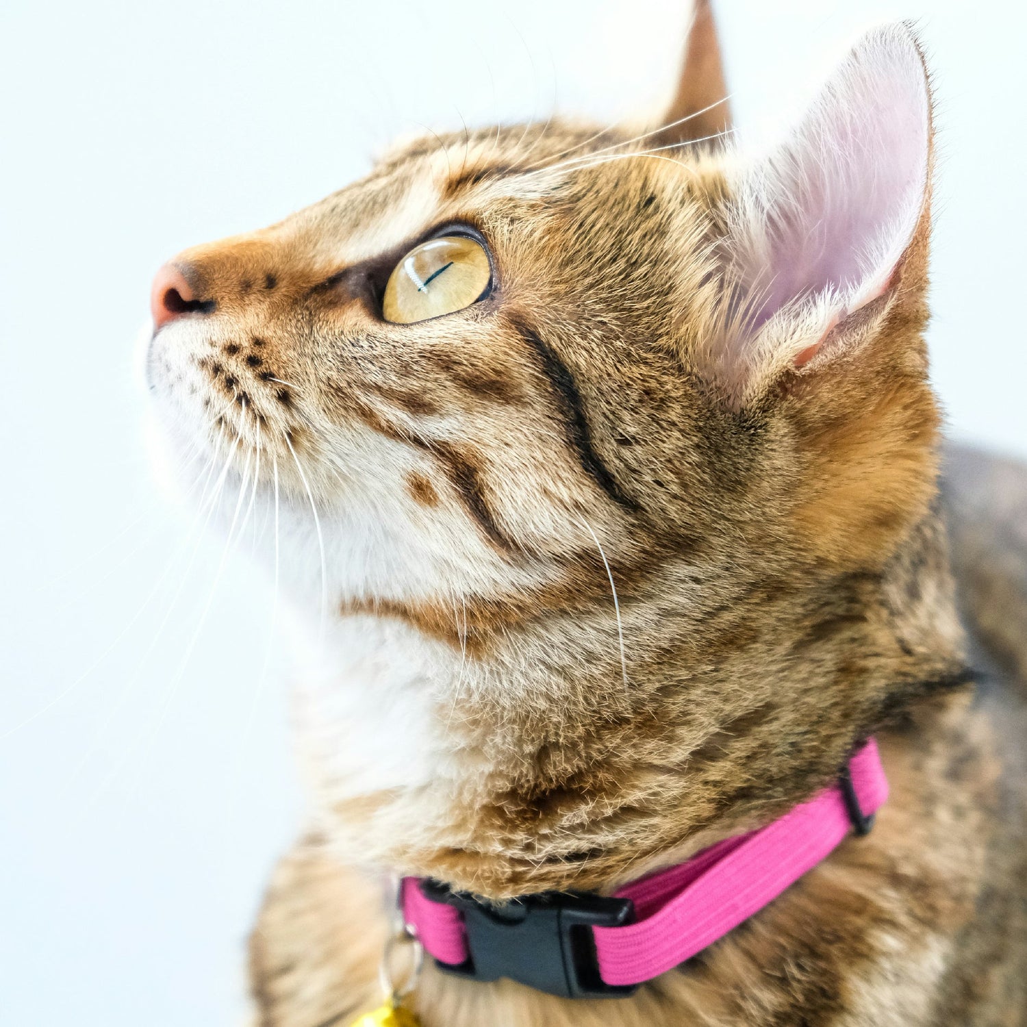 Cat Harnesses & Leashes