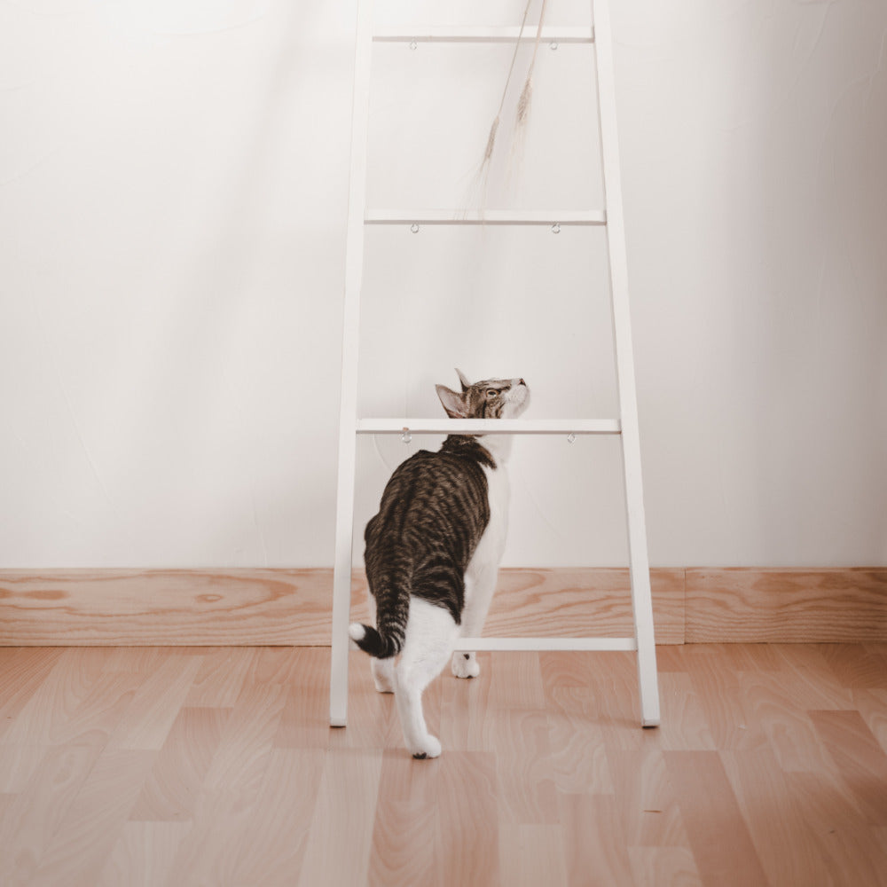 Cat Stairs & Steps